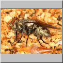 Ectemnius cephalotes - Grabwespe - Osnabrueck-Menslage - Wald - beim Nesteintrag 01f.jpg